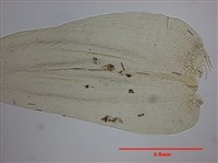 Aerobryopsis longissima Collection Image, Figure 6, Total 10 Figures